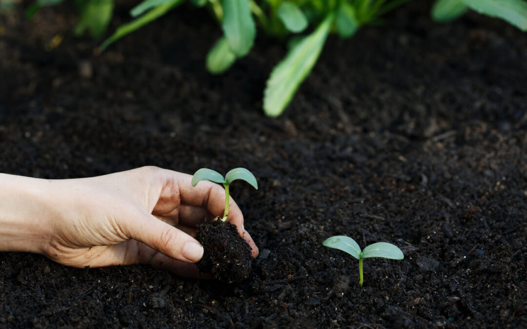 Why You Should Consider Homegrown Produce Over Store Bought