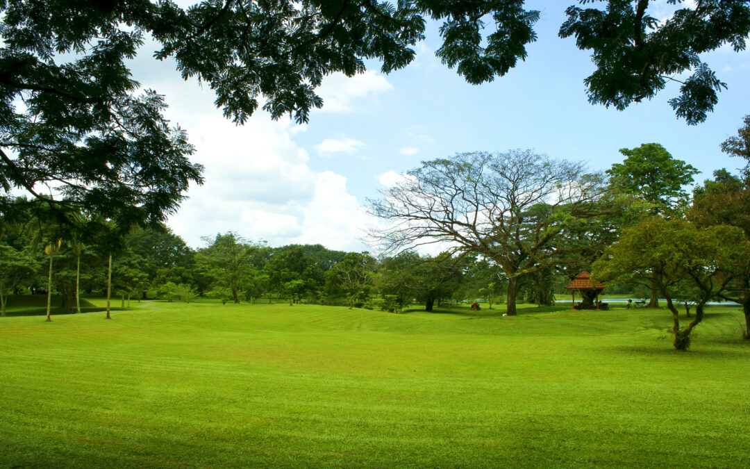 Man chopping firewood for winter