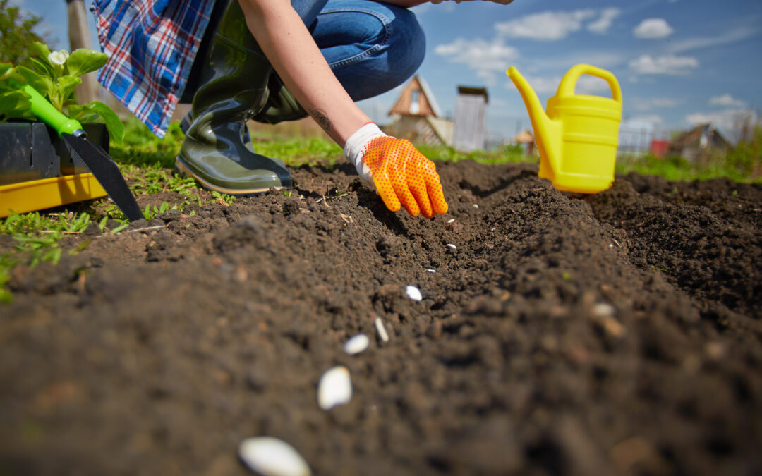 Woman milking goat outdoors