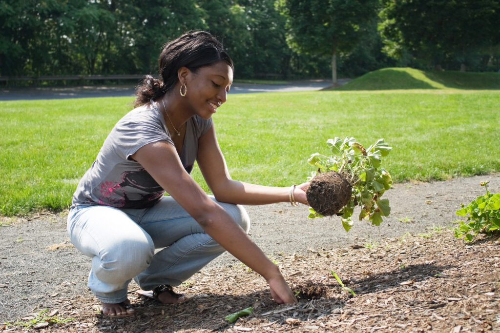 From Seed to Harvest: The Complete Home Farming Process