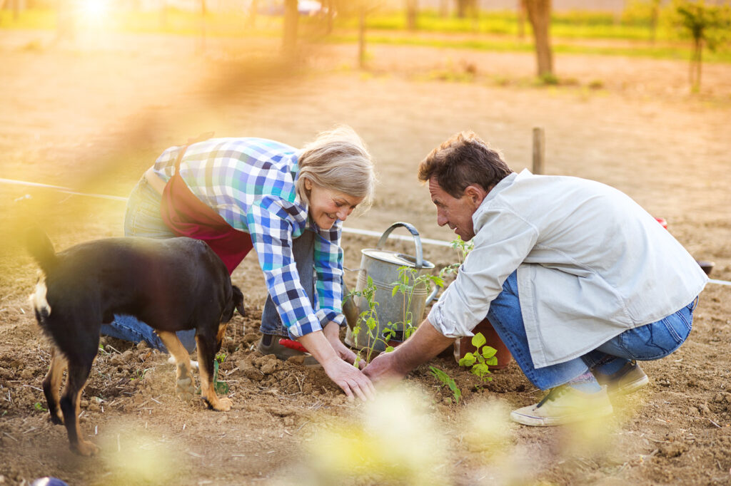 Elevate Your Gardening Game: Benefits of Raised Bed Gardening for Thriving Plants and Easy Maintenance