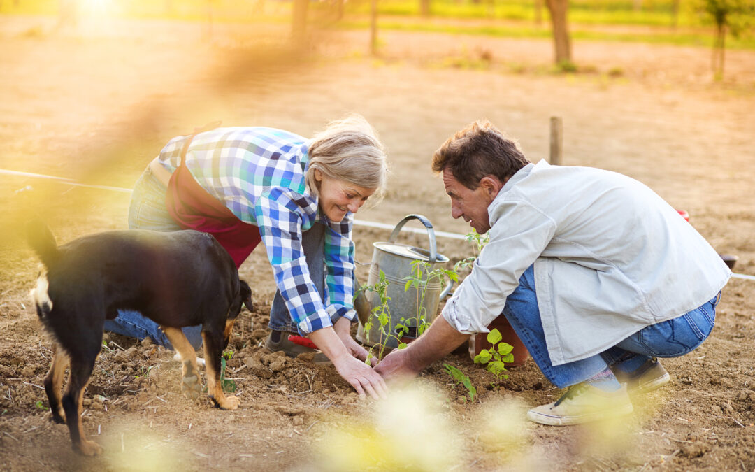 From Seeds to Harvest: The Ultimate Guide to Home Farming