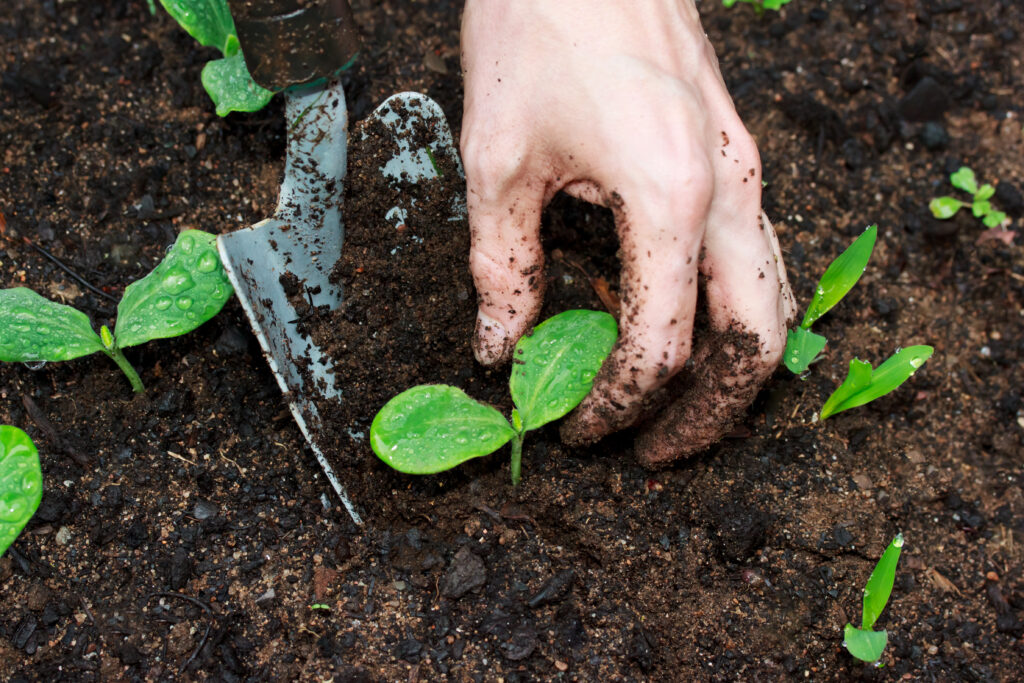 Simple Homestead Living: Thrive with Minimalism and Self-Sufficiency