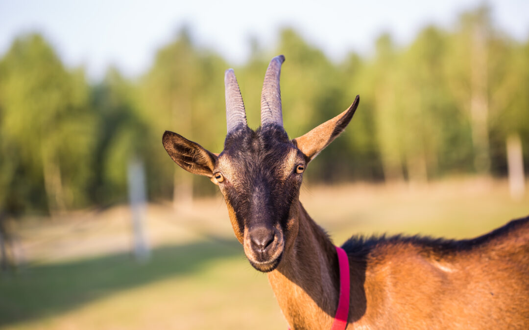 Fresh herbs hanging to dry