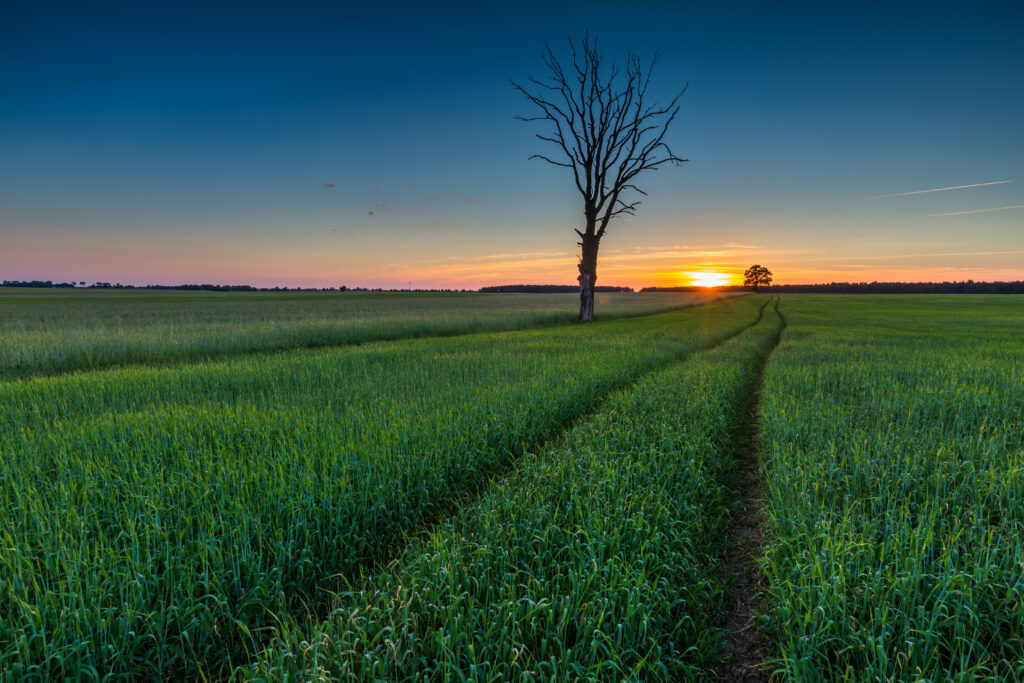 The Ultimate 2025 Guide to How to Start Homesteading: 10 Effective Strategies