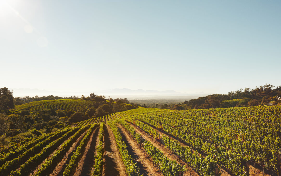 How to Start a Successful Homestead: Tips and Tricks for Beginners