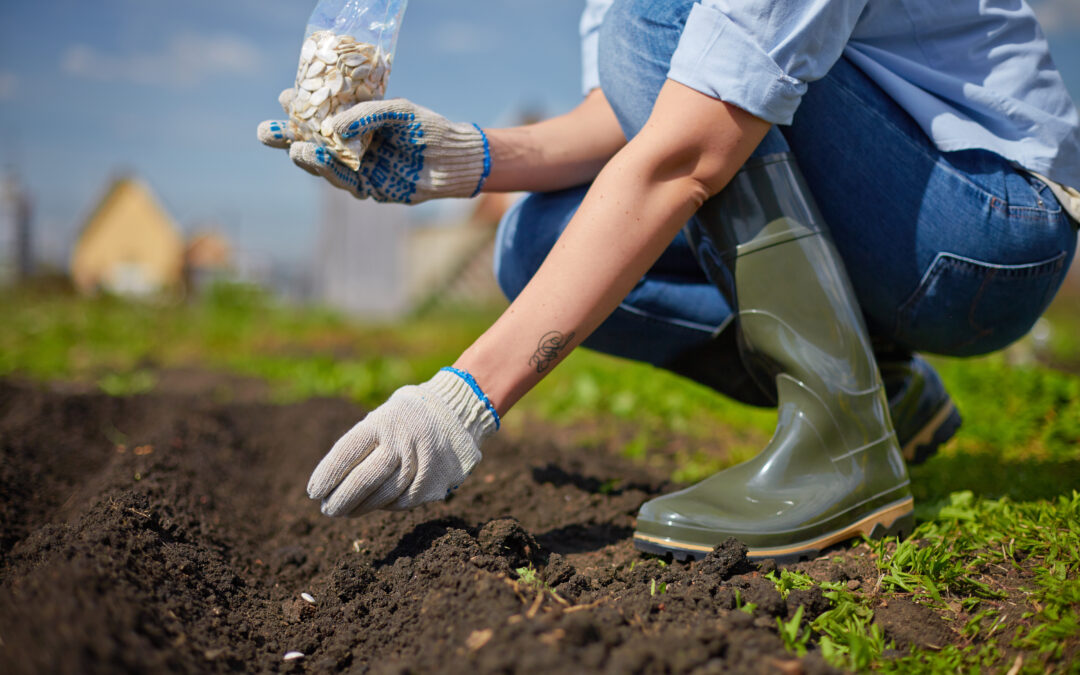 From Seed to Harvest: How to Grow an Abundant Organic Garden