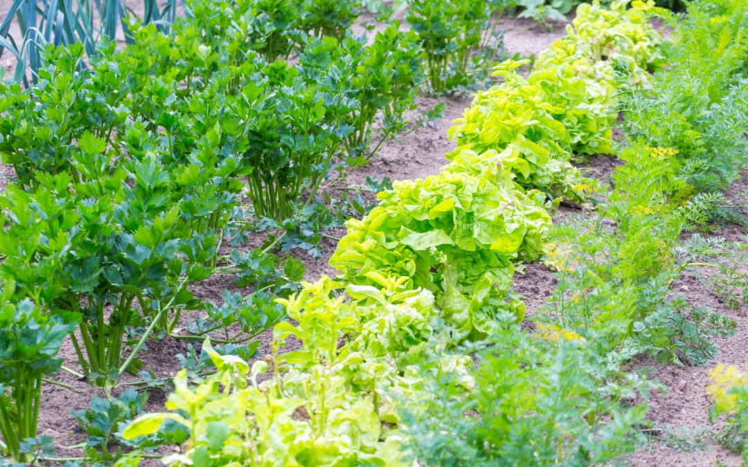 Why Choose Organic Gardening? The Pros and Cons Explained