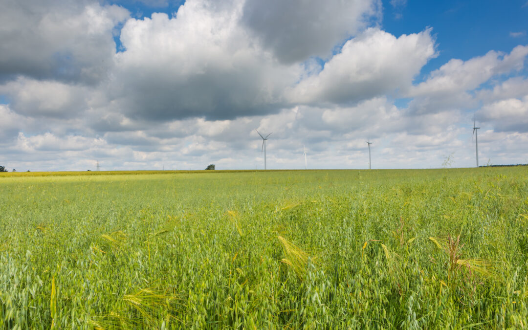 Ducks waddling through tall grass