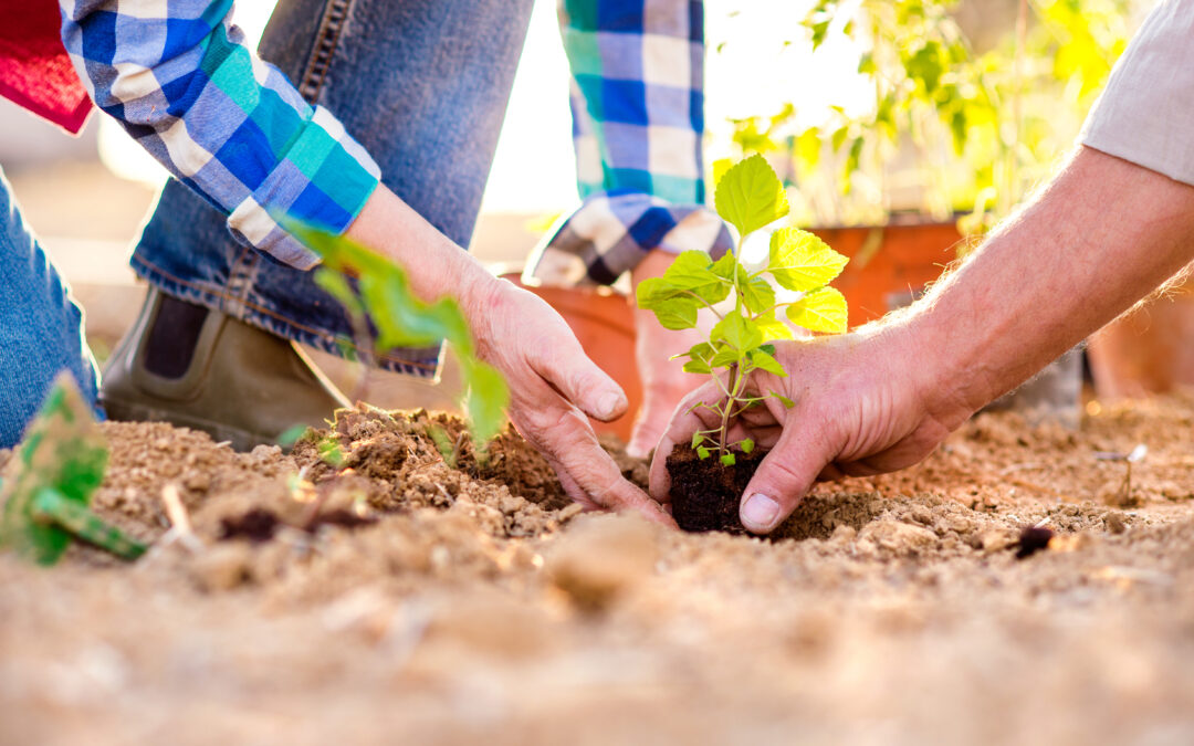 Tips and Tricks for Successful Organic Gardening