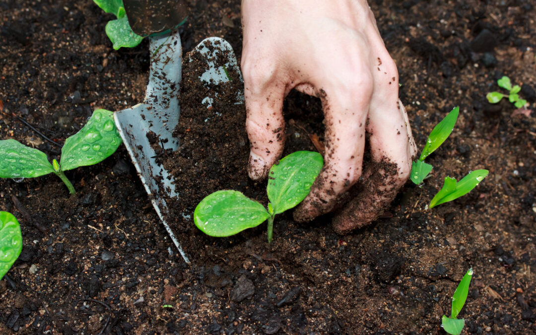 The Benefits of Going Organic: Why You Should Consider Organic Gardening