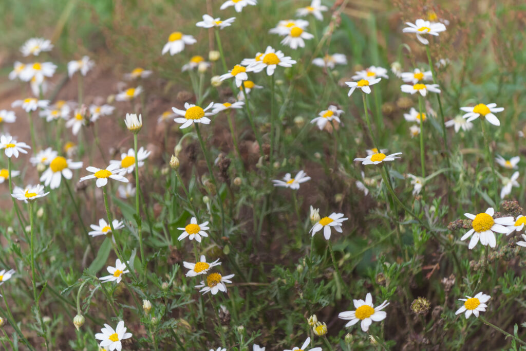 5 Common Mistakes People Make When Starting an Organic Garden (and How to Avoid Them