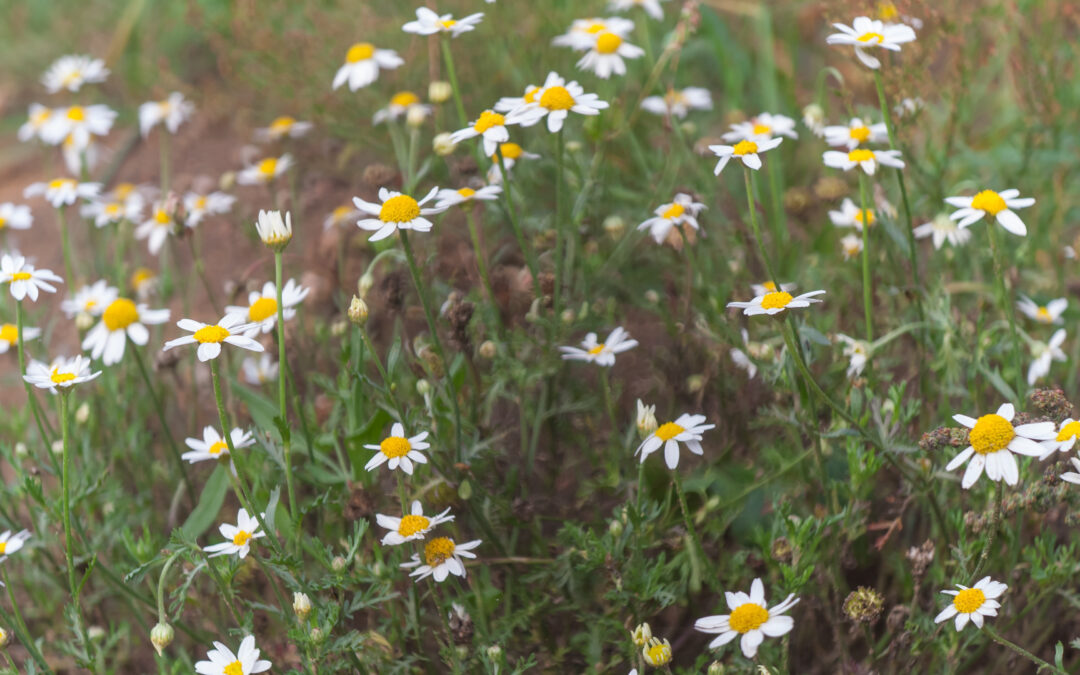 5 Common Mistakes People Make When Starting an Organic Garden (and How to Avoid Them