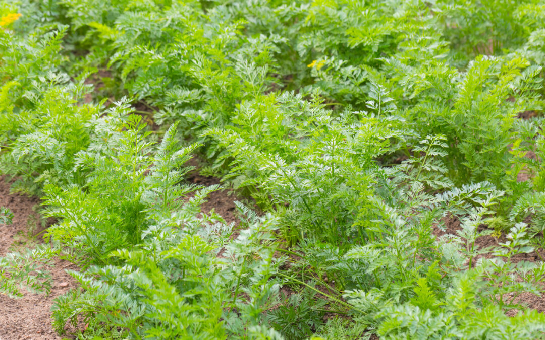 Homesteaders building chicken coop