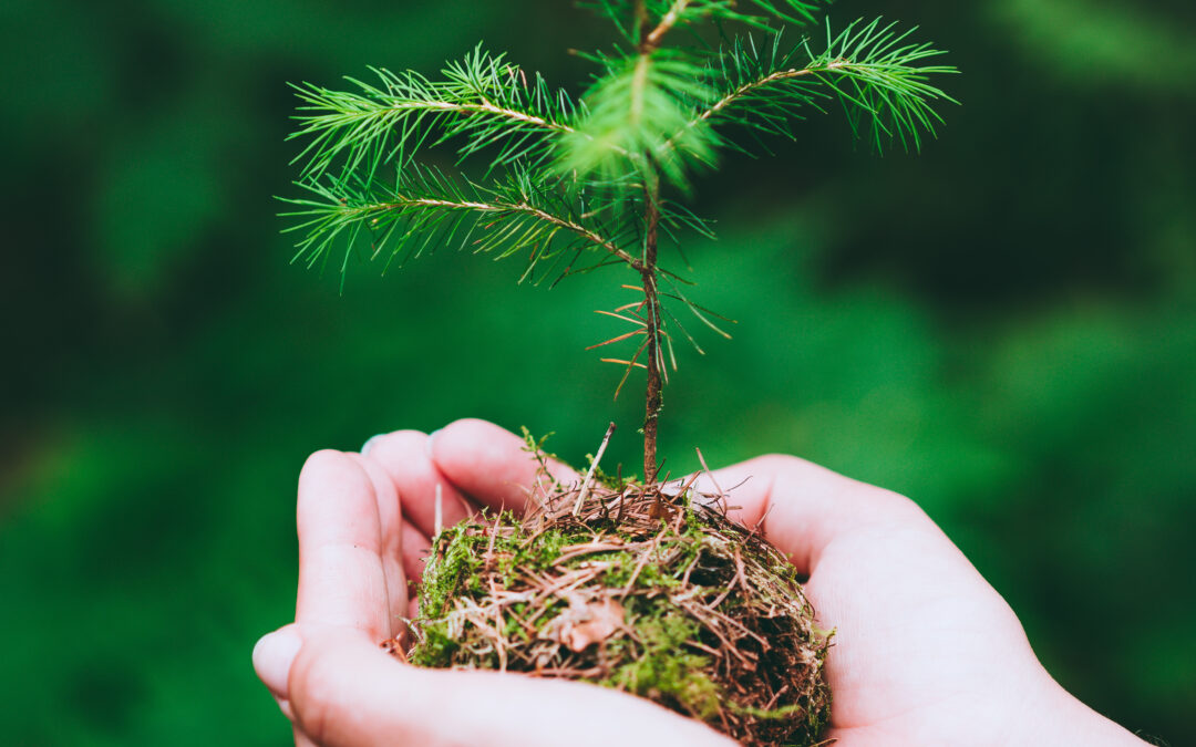 Solar panels on off-grid home