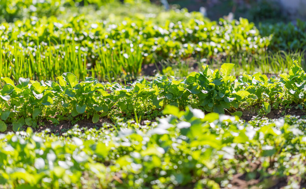 Discover the Secrets to Low Cost Homesteading: Live Sustainably Without Breaking the Bank