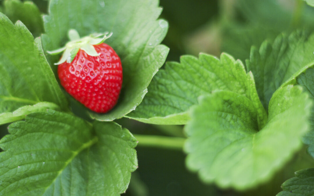 Free-range chickens in fenced yard