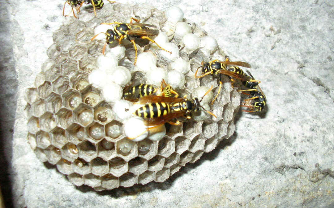 Simple off-grid cabin exterior