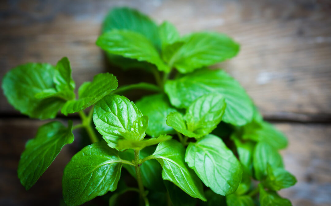 Canning jars lined on pantry shelf