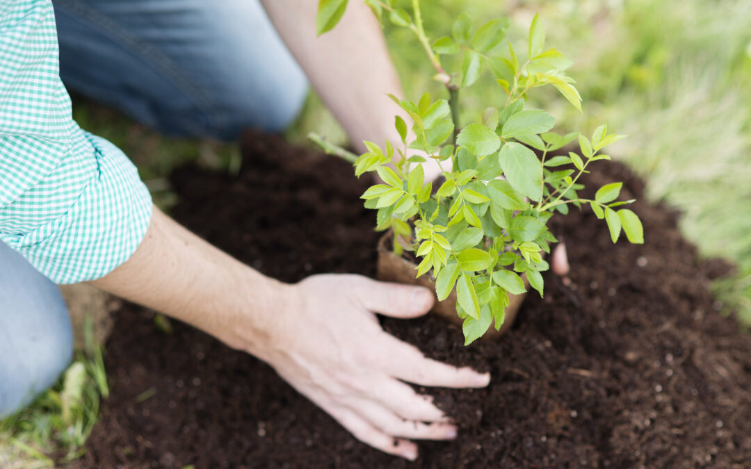 Home Gardening 101: Everything You Need to Know About Growing Your Own Vegetables