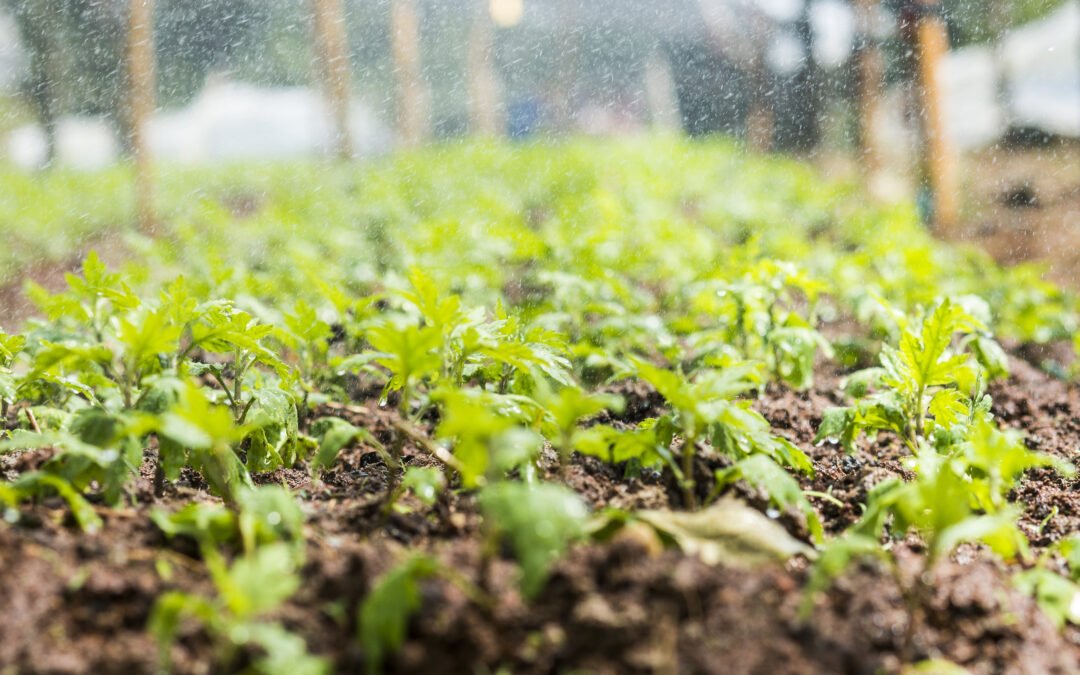 The Benefits of Organic Gardening for You and the Environment