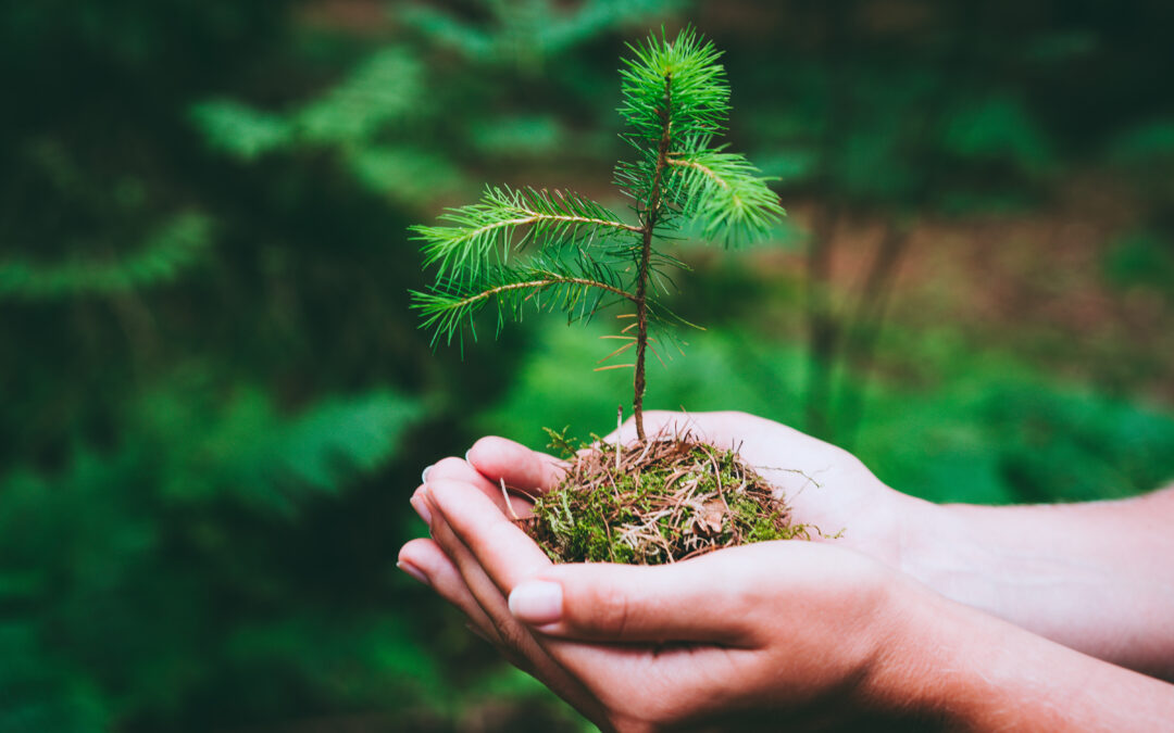 How to Start Your Own Home Farm: A Beginner’s Guide