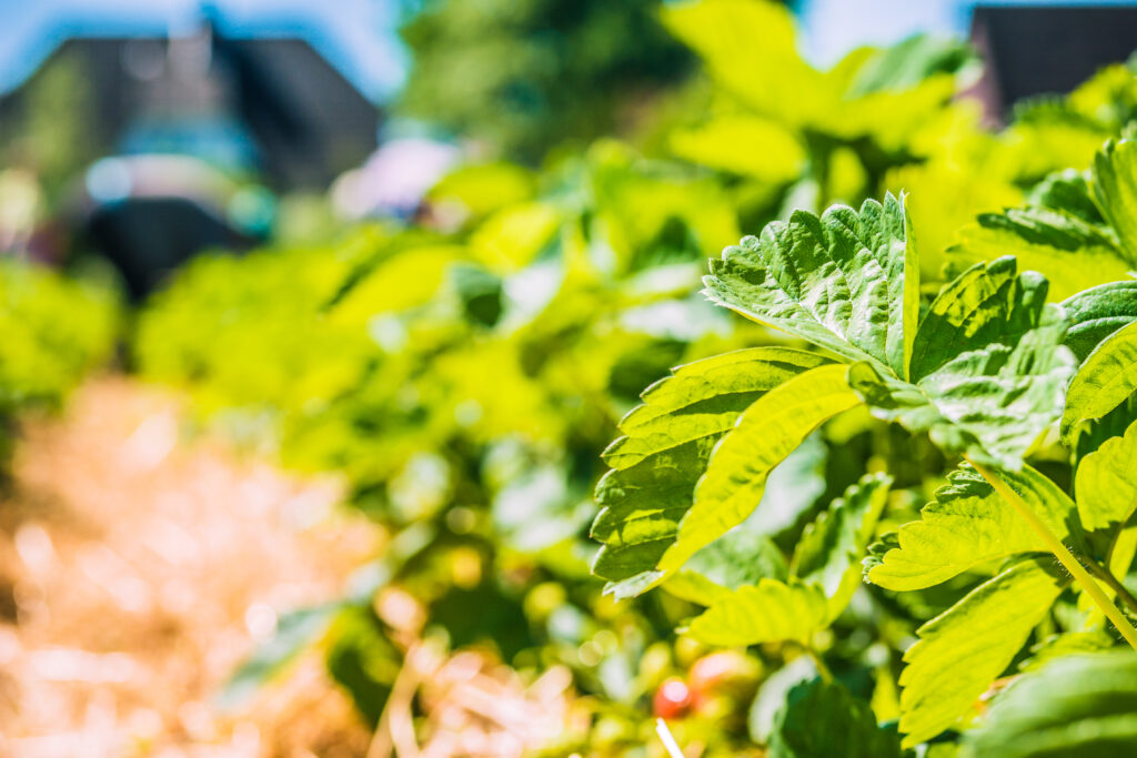 From Hobbyist to Professional: Tips for Turning Your Home Farm into a Business