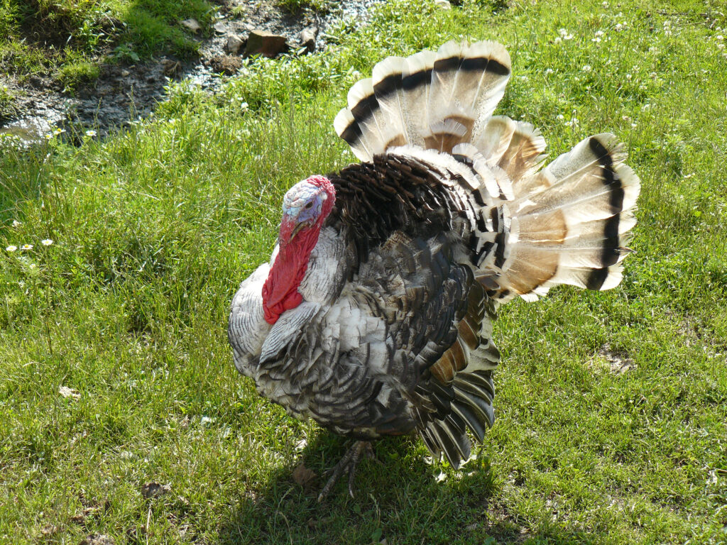 The Joy of Raising Chickens: Tips for Starting Your Own Backyard Flock