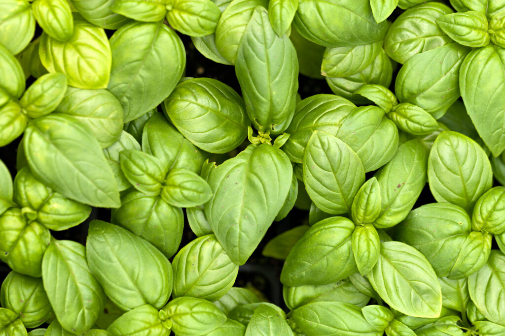 From Seed to Harvest: Tips for Successful Home Gardening