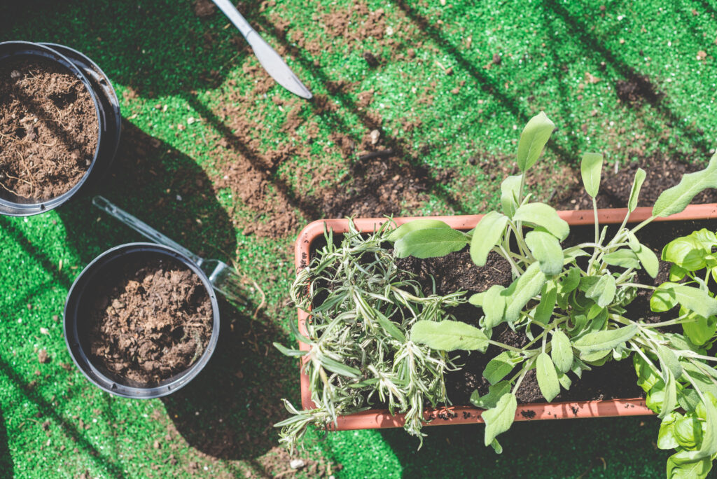 From Seed to Harvest: The Complete Guide to Growing Your Own Vegetables at Home