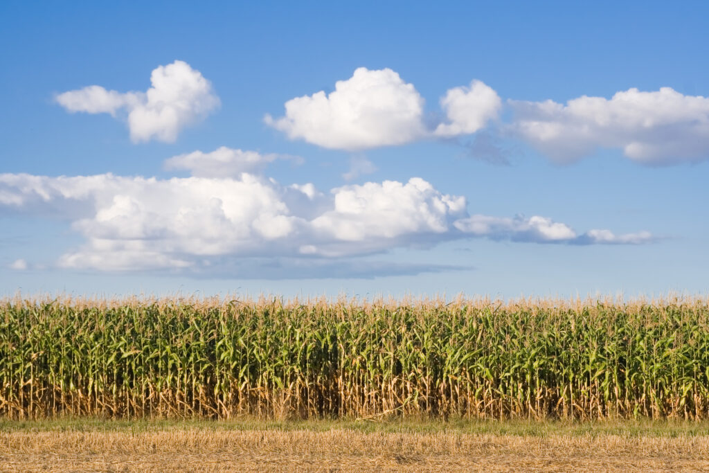 From Seeds to Harvest: The Complete Guide to Homegrown Produce