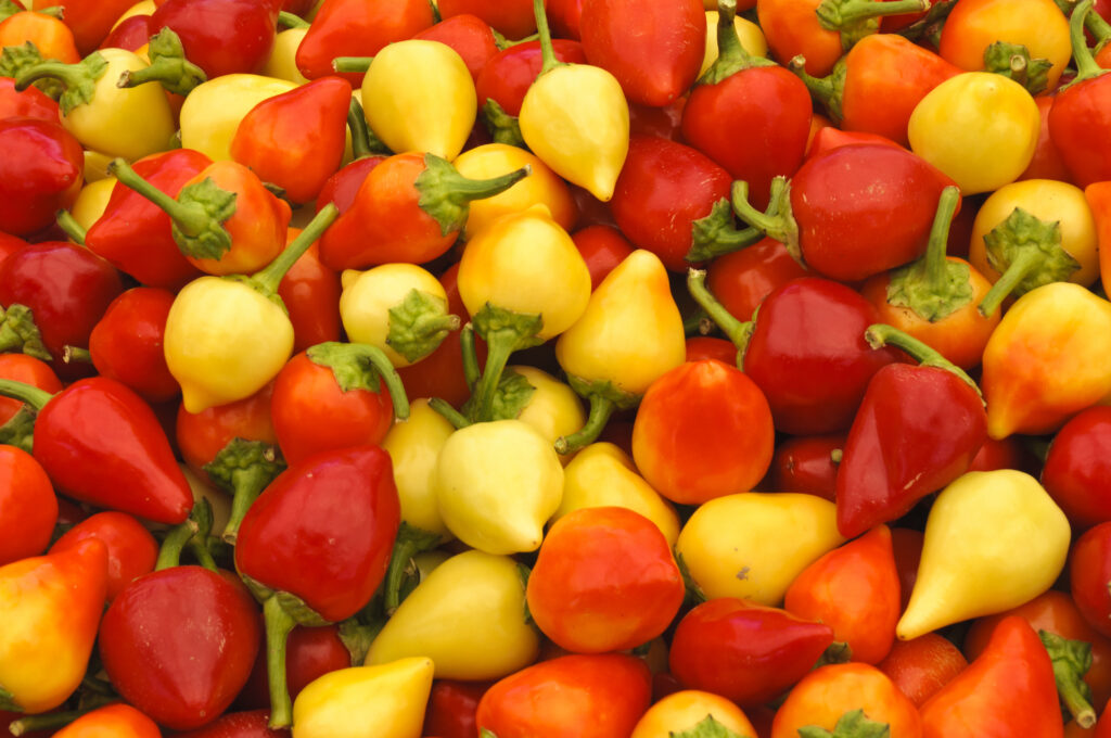 Home Gardening 101: Everything You Need to Know About Growing Your Own Vegetables