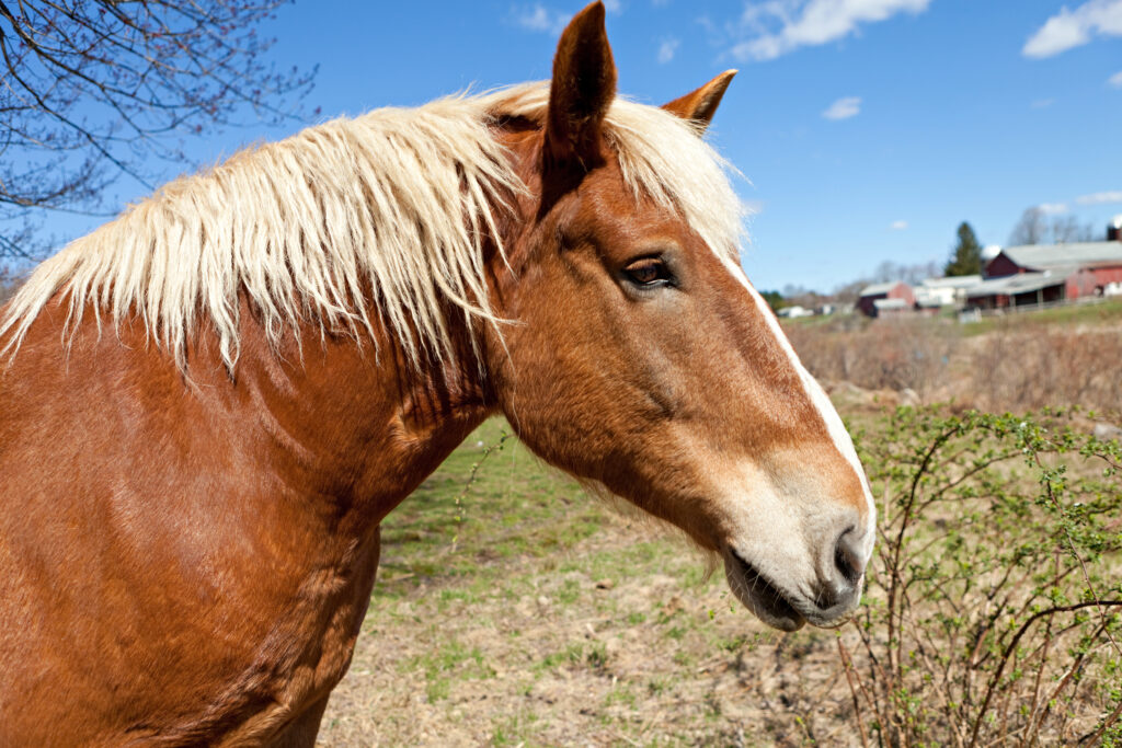 Raising Livestock at Home: Everything You Need to Know About Keeping Animals on Your Property