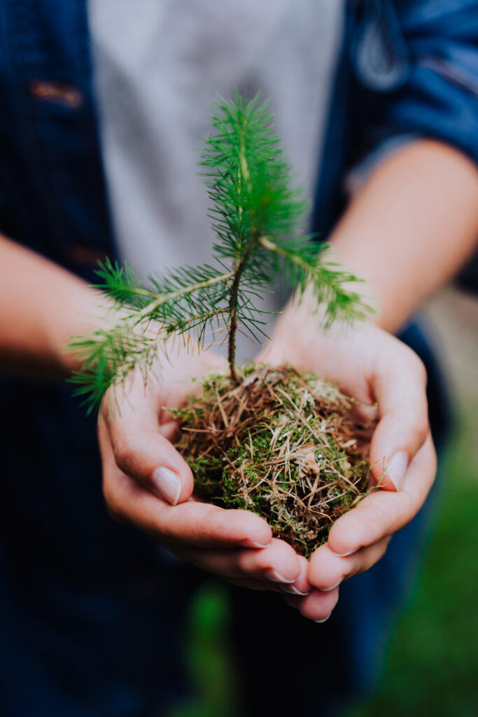 Harnessing Traditional Homestead Knowledge for a Resilient and Thriving Lifestyle