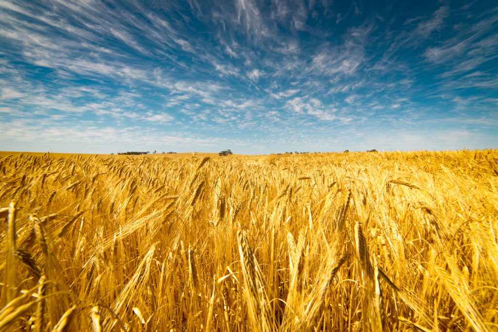 Home Farming 101: Everything You Need to Know About Starting Your Own Homestead