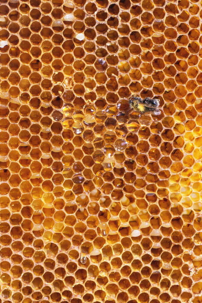 Beekeeping 101: Everything You Need to Know About Keeping Bees at Home