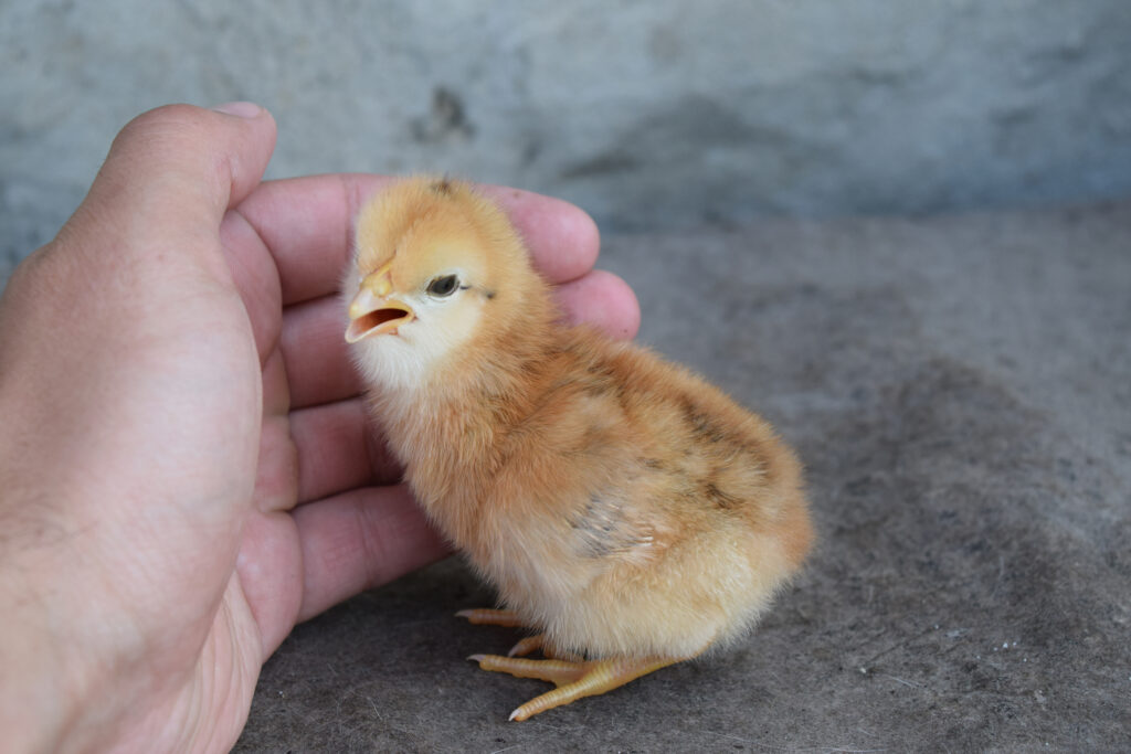 From Hobbyist to Pro: Tips for Turning Your Home Farm into a Business