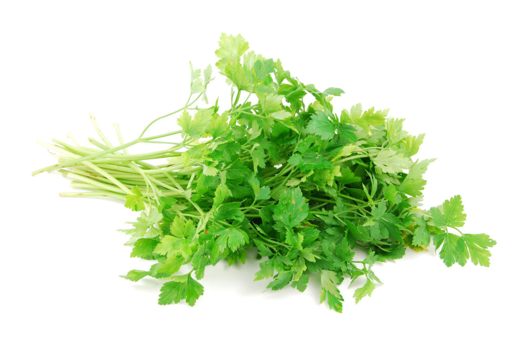 bouquet of parsley on white m1bk4V