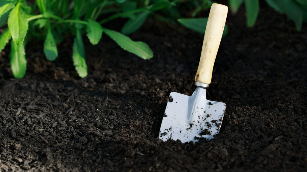 graphicstock garden small shovel in a vegetable garden BKsga1cgfdZ