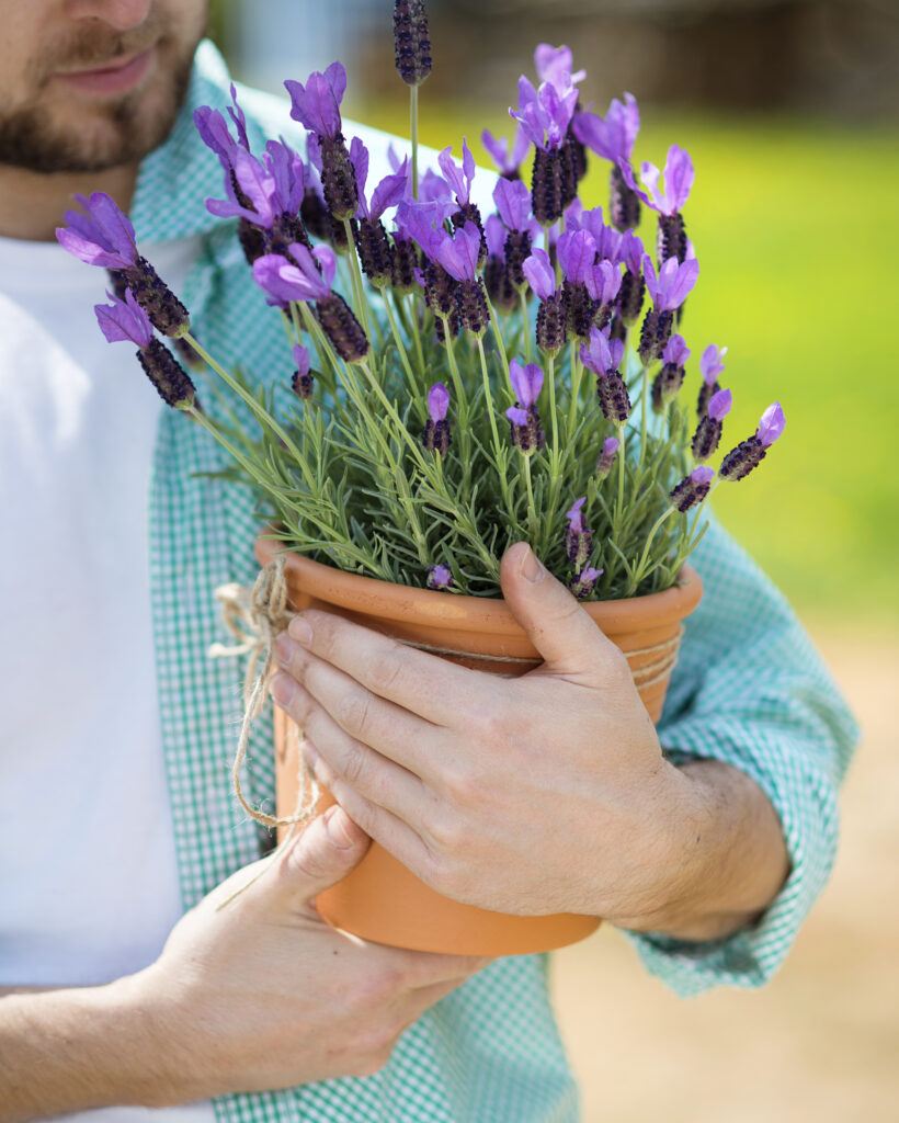 Growing Your Own Herbs and Spices: How to Create a Medicinal Garden in Your Backyard
