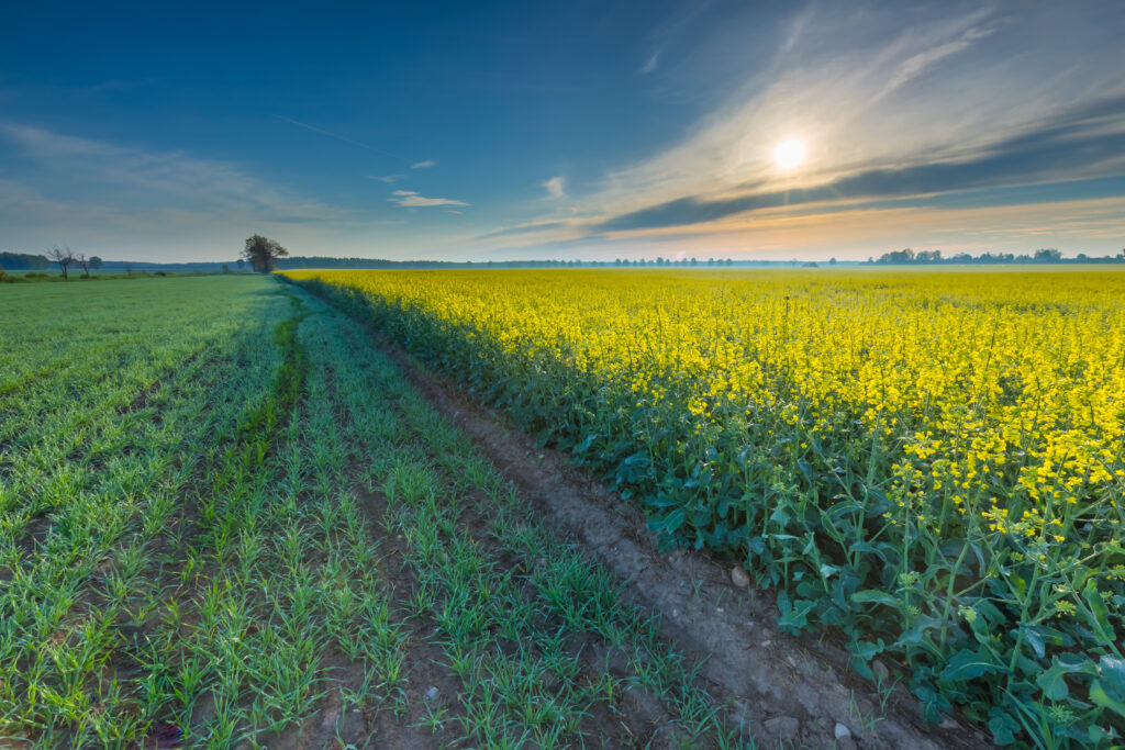 10 Effective Strategies for Starting a Homestead in 2025: The Ultimate Guide