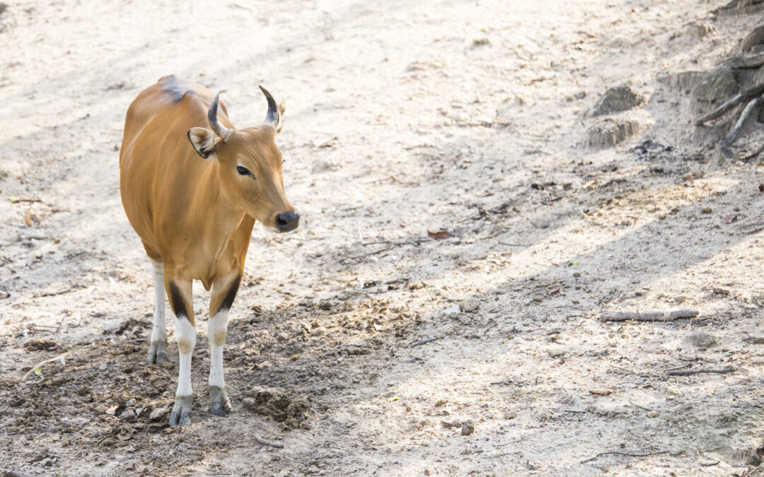 Freshly gathered eggs in basket