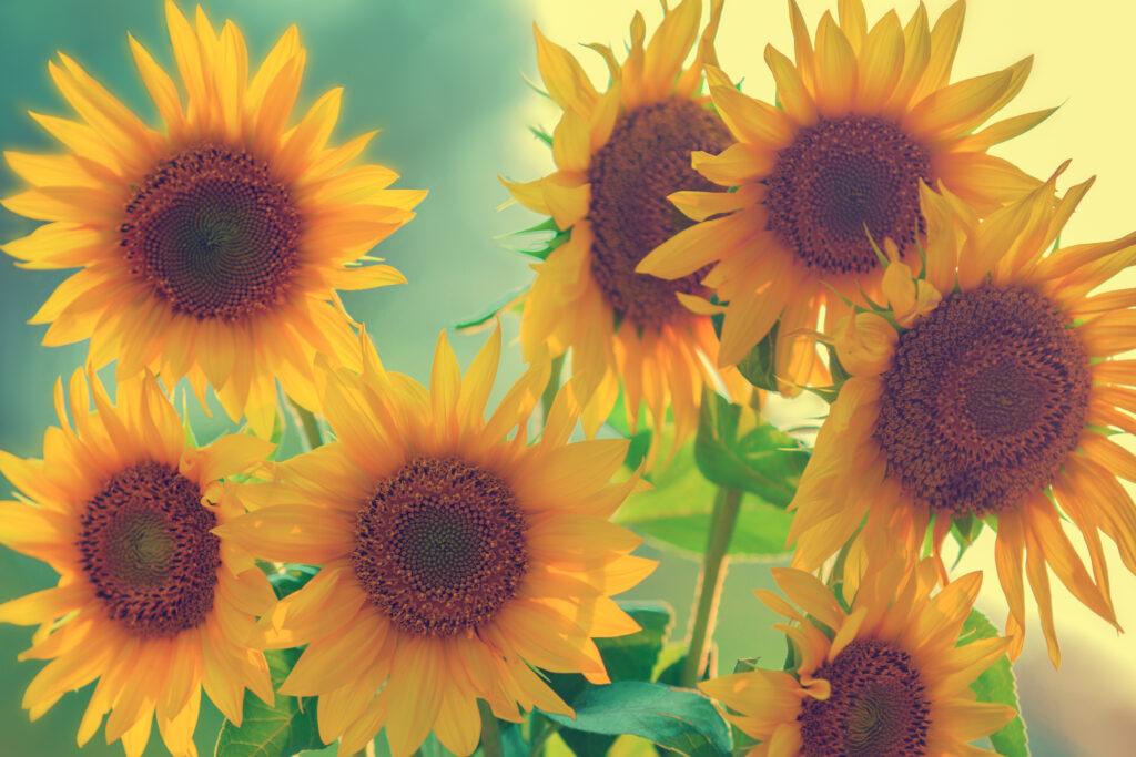 How to Create a Sustainable Garden in Your Own Backyard