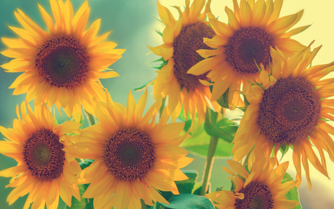 How to Create a Sustainable Garden in Your Own Backyard