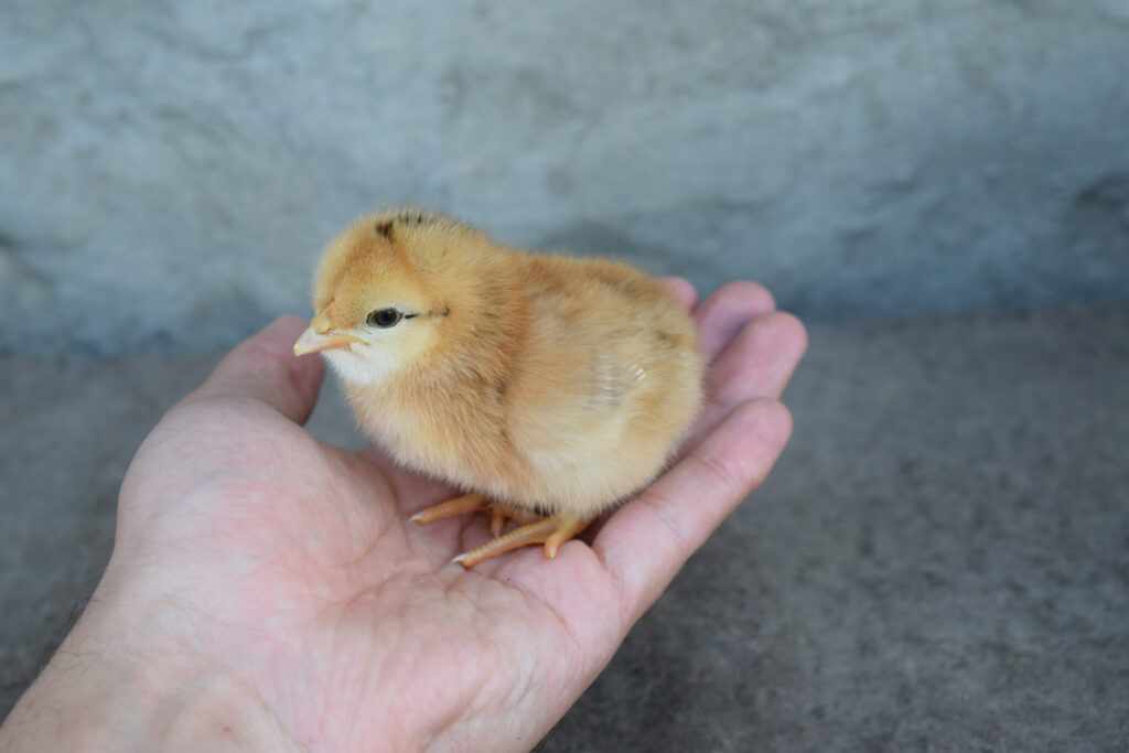Raising Livestock at Home: Tips for Keeping Chickens, Goats and Other Animals on Your Property