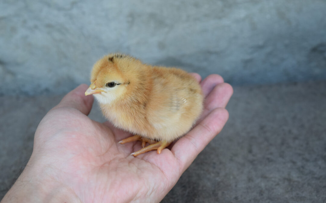 Raising Livestock at Home: Tips for Keeping Chickens, Goats and Other Animals on Your Property