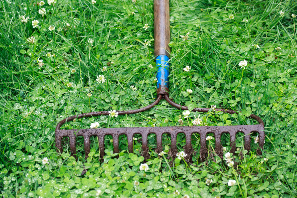 The Ultimate Guide to Raising Backyard Ducks in 2025: 10 Effective Tips That Work
