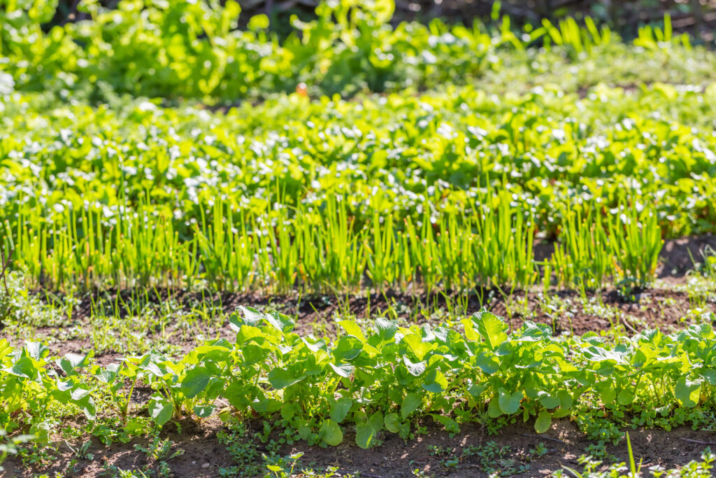 The Ultimate Guide to Growing Vegetables Year Round in 2025: 10 Effective Strategies