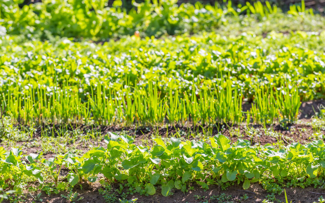 Canning jars lined on pantry shelf