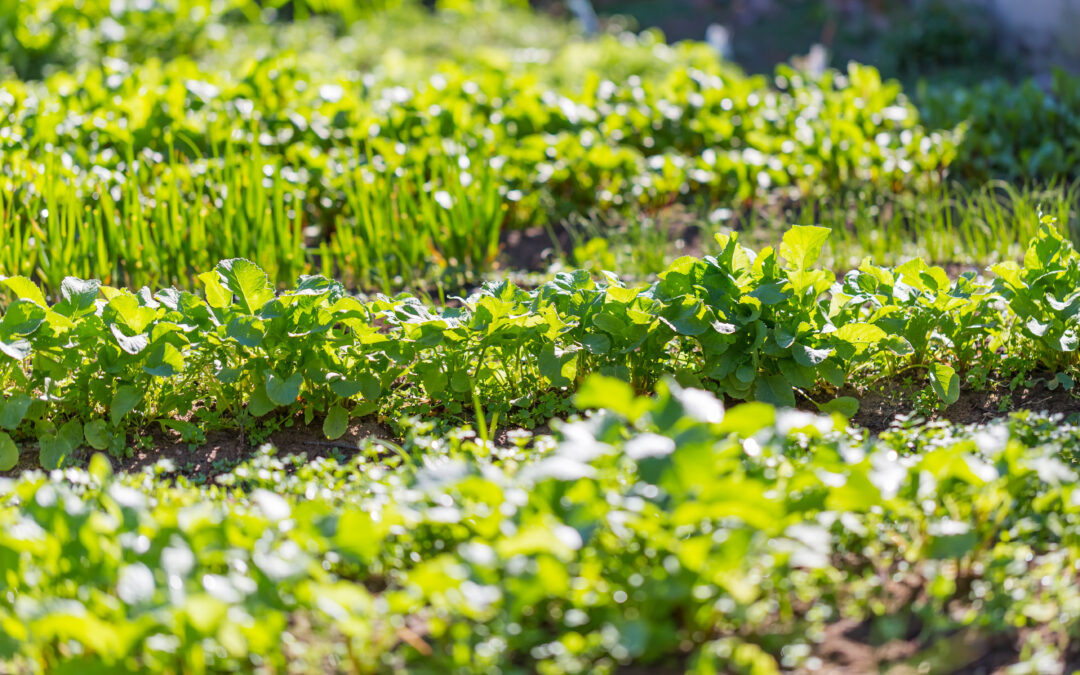 Home Farming 101: The Basics of Setting Up and Maintaining a Successful Home Farm